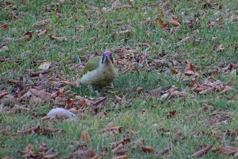 Picus viridis